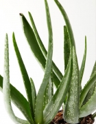 Bunyi Getaran Perodua Ativa Dibaiki Sekali Lagi, Punca Masih Sama