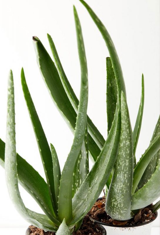 Rawat Ulser Perut: 7 Makanan Ini BOLEH Bantu Untuk Rawatan di Rumah