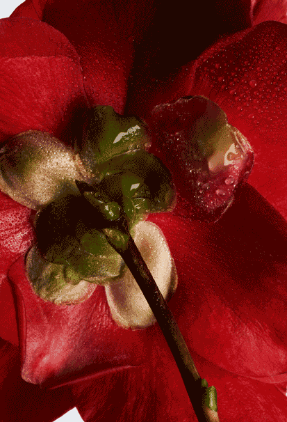 Kereta Paling Tahan: SUV Mazda, Hibrid Toyota & Lexus Cemerlang