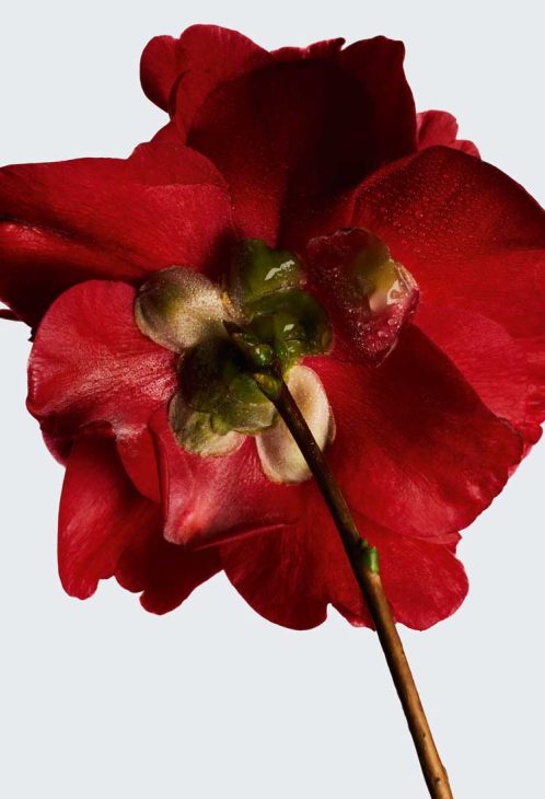 bunga kamelia merah